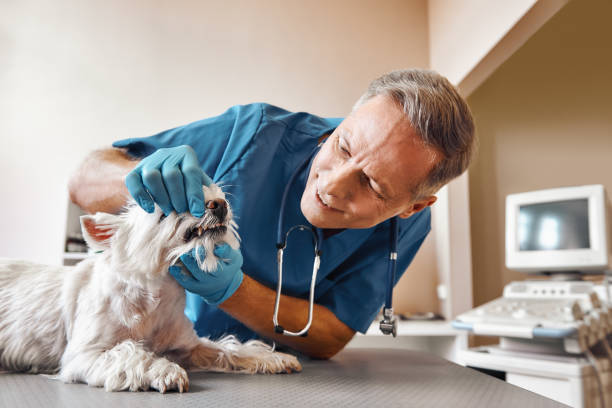 Best Pediatric Emergency Dentist in Tonka Bay, MN